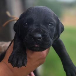 White Collar - Black brindle female Cane Corso puppy in Granbury, Texas from La Muerte Corso Kennel