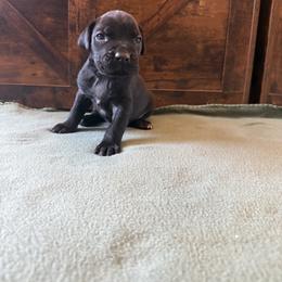 Cane Corso Puppies from Cowan Farms
