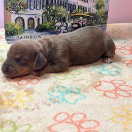 AKC Female 3000 - Red female Dachshund puppy in Summerville, South Carolina from Funk's Four-Legged Friends