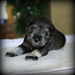 Miniature Schnauzer Puppies from King’s Miniature Schnauzers