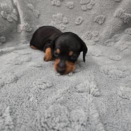Orange - Black and tan female Dachshund puppy in Mulberry, Florida from J's Mini Dachshunds