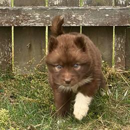 Georgia - Red and white female Siberian Husky puppy in Warrenville, South Carolina from StormVale Siberian Huskies