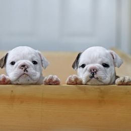 Bulldog Puppies from Simpkins' Southern Bulldogs