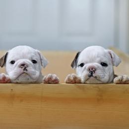 Bulldog Puppies from Simpkins' Southern Bulldogs