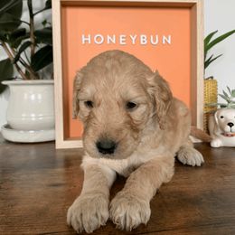Goldendoodle and Golden Retriever Puppies from Polk Pups
