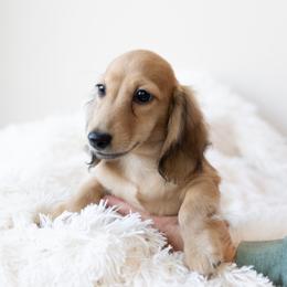 Dunstan price is 5000dollars - Cream male Dachshund puppy in Crystal, Michigan from Mare-bella Dachshunds
