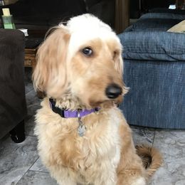 Becca - Goldendoodle