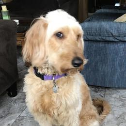 Becca - Goldendoodle
