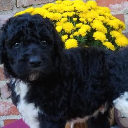 Poodles from Fantasy Poodles