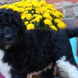 Poodles from Fantasy Poodles