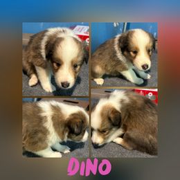 Dino - Sable and white male Shetland Sheepdog puppy in Pensacola, Florida from Nancy Barger's Siberian Huskies