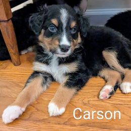 Carson - Black tri-color male Australian Shepherd puppy in Pamplin, Virginia from Hope & Joy Acres