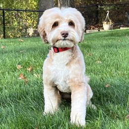 Fryer - Australian Labradoodle