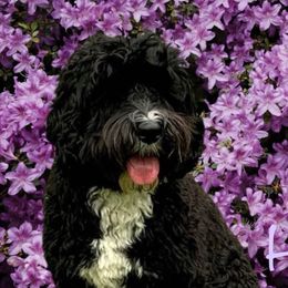 Hope - Australian Labradoodle