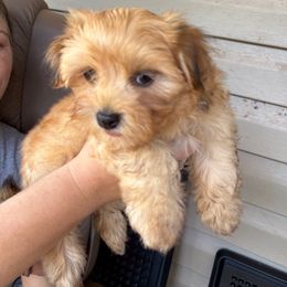 Girl 2 - Red sable female Havanese puppy in Danville, Alabama from Candy Cross' Havanese and Miniature Poodles