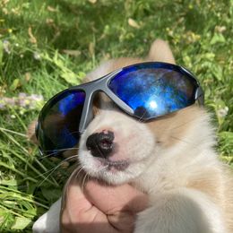 Pembroke Welsh Corgi Puppies from Robin’s Welsh Pembroke Corgis