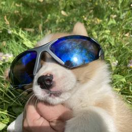 Pembroke Welsh Corgi Puppies from Robin’s Welsh Pembroke Corgis