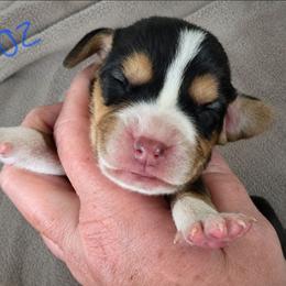 Oz - Blue tan and white male Beagle puppy in Lake City, Florida from Sunkissed Beagles