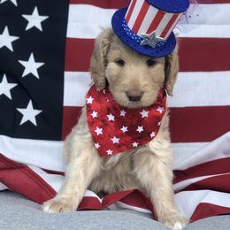 Goldendoodle, Schnoodle, and Sheepadoodle Puppies from Dood Ranch