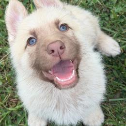 Jedi - Liver male German Shepherd puppy in Pennsylvania from Clear Ridge German Shepherds