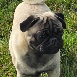 Woodrow - Pug