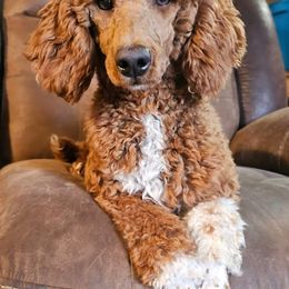 Frida - Poodle
