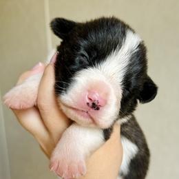 American Corgi Puppies from 5H Corgis