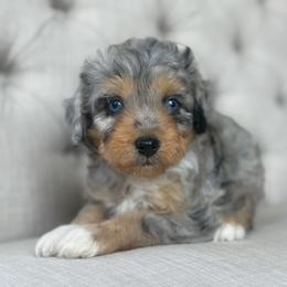 Highlighter🖍️ - Blue merle female Aussiedoodle puppy in Granbury, Texas from Triple Cross Doodles