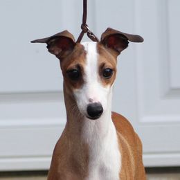 Rouge - Italian Greyhound