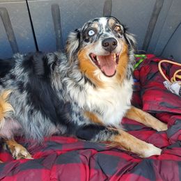 Raven - Australian Shepherd