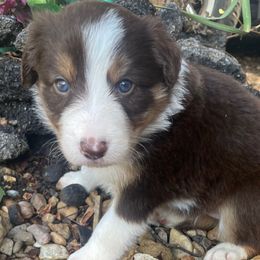 Girl 2 - Red female Border Collie puppy in Gadsden, Alabama from Collie Wood Hills