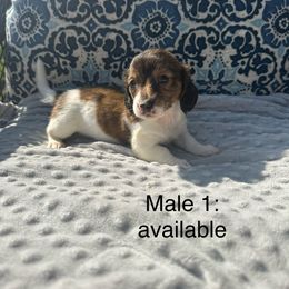 Dachshund Puppies from Sunshine’s Dachshunds