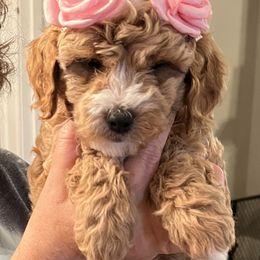 Goldendoodle Puppies from Ohio Valley Doodles