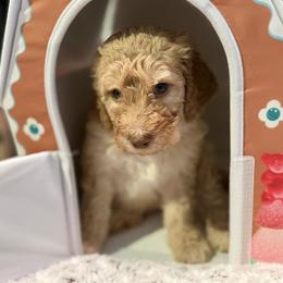 Charming - Red male Bernedoodle puppy in Monument, Colorado from Colorado Dreamin Doodles