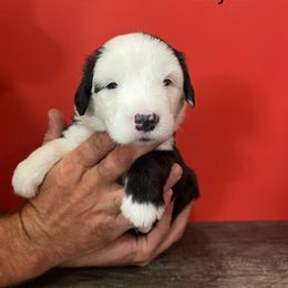 Layla - Gray and white female Old English Sheepdog puppy in Carthage, Illinois from Rainbow Acres Old English Sheepdogs
