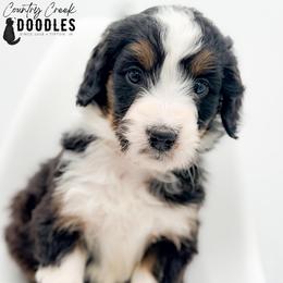 ESME - Tri-color female Bernedoodle puppy in Tipton, Indiana from Country Creek Doodles