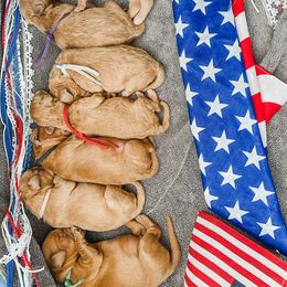 Goldendoodle Puppies from Doodle Love ❤️ Goldendoodle puppies