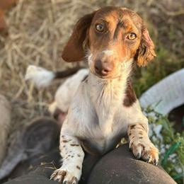 Skye - Dachshund