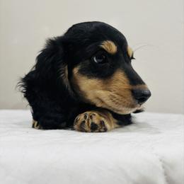 Dale - Black and cream male Dachshund puppy in Altus, Oklahoma from Johnson Prairie Pups