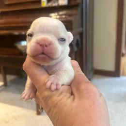 Female - White female French Bulldog puppy in Colbert, Washington from Casey Sparber's French Bulldogs