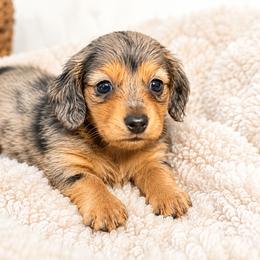 Beau (akc) - Dapple male Dachshund puppy in Dinwiddie, Virginia from White Oak Kennels