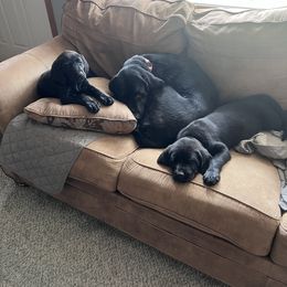 Labrador Retriever Puppies from Hunter’s Moon Retrievers