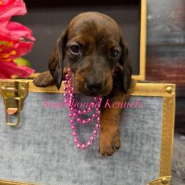 Pink - Red female Dachshund puppy in Leoma, Tennessee from Southbound Kennel
