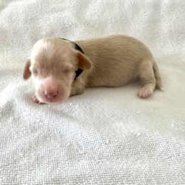 Black - Cream male Dachshund puppy in Silver Springs, Florida from DeMarsh's Dachshunds