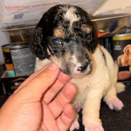 Vela - Parti female Poodle puppy in Toledo, Ohio from Exquisite Dalmatians & Standard Poodles