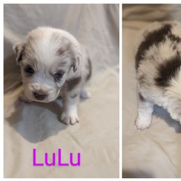 Girl 5 - Red merle Australian Shepherd puppy in Sanger, California from A&M Australian Shepherds