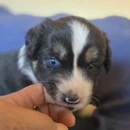 Black tri male - Black tri-color male Australian Shepherd puppy in Kingman, Arizona from Long Mt Aussies
