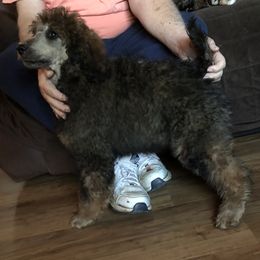 Poodle Puppies from Joy’s Logan Creek Poodles