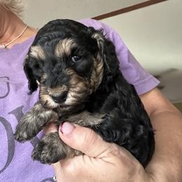 Holly - Phantom female Goldendoodle puppy in Waynesboro, Virginia from Forest Creek Kennel
