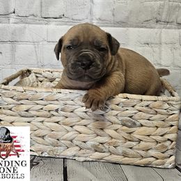 Boerboel Puppies from Standing Stone Boerboels
